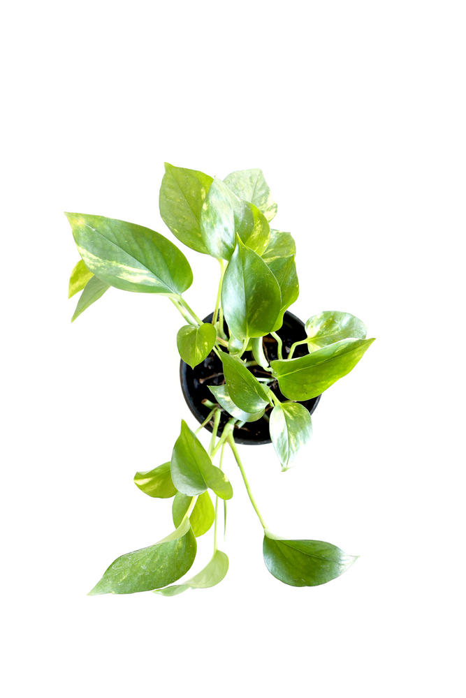 
                  
                    Golden Pothos Plant
                  
                